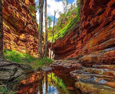 Alligator Gorge - SillySuitcase
