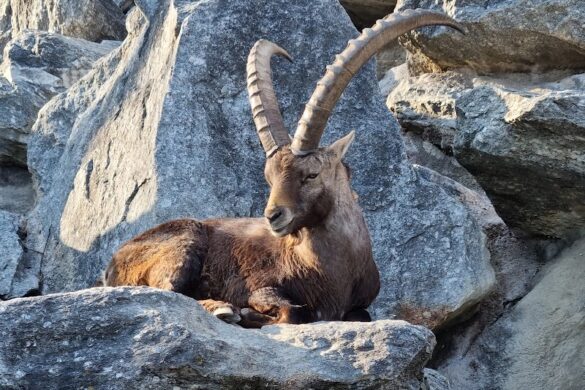 Alpenzoo Innsbruck Tirol - SillySuitcase