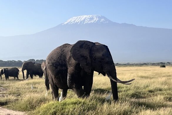 Amboseli National Park - SillySuitcase