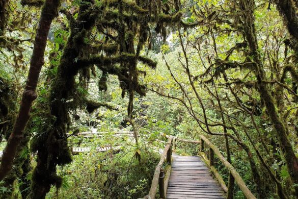 Ang Ka Nature Trail - SillySuitcase