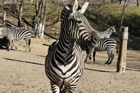 Beijing Wildlife Park - SillySuitcase