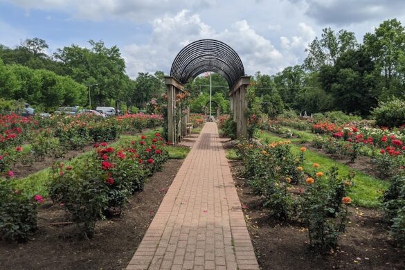Bon Air Park Rose Garden - SillySuitcase