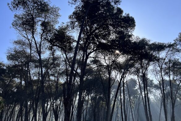 Bouskoura Forest - SillySuitcase