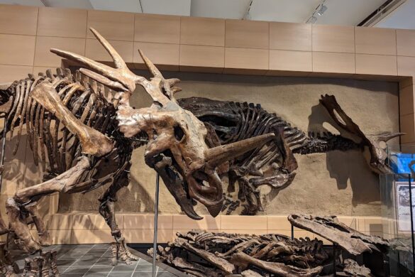 Canadian Museum Of Nature Mus E Canadien De La Nature - SillySuitcase
