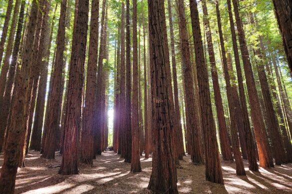 Cement Creek Redwood Forest - SillySuitcase