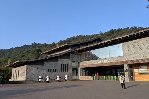 Chengdu Panda Breeding Research Center Dujiangyan Breeding Yefang Research Center - SillySuitcase