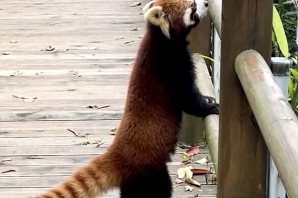 Chengdu Panda Breeding Research Center Dujiangyan Breeding Yefang Research Center - SillySuitcase