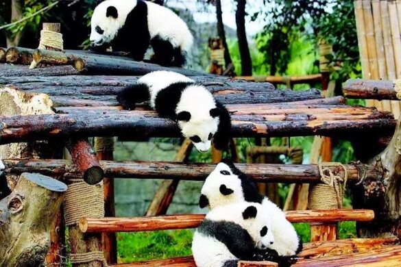 Chengdu Research Base Of Giant Panda Breeding - SillySuitcase