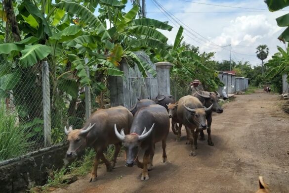 Cheung Kok Ecotourism Village - SillySuitcase