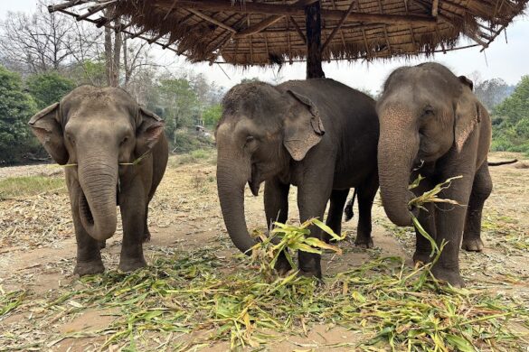 Chiangmai Personal Tour - SillySuitcase