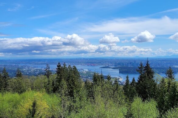 Cypress Lookout - SillySuitcase