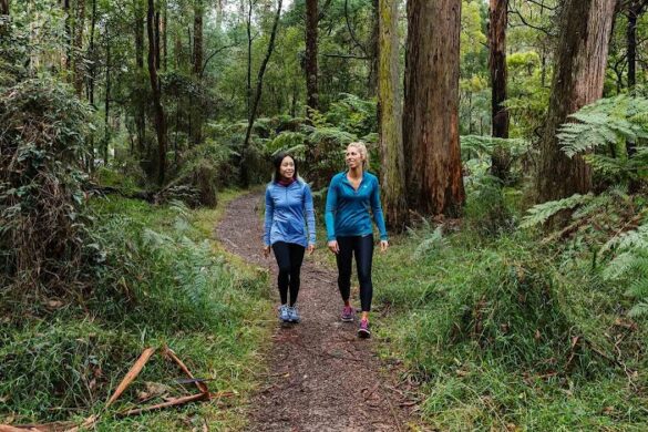 Dandenong Ranges National Park - SillySuitcase