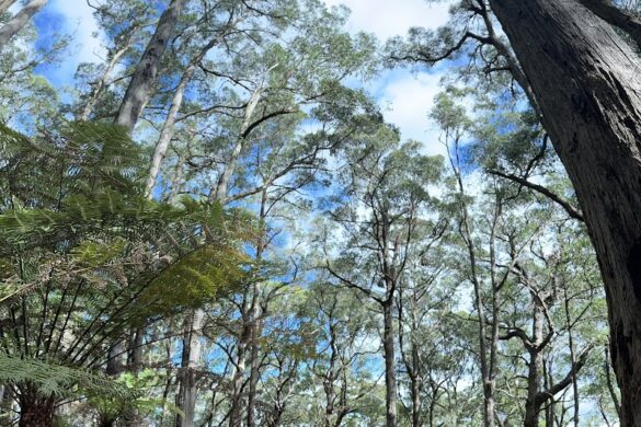 Doongalla Picnic Ground - SillySuitcase