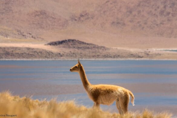 Ecochile Ecoargentina Travel - SillySuitcase