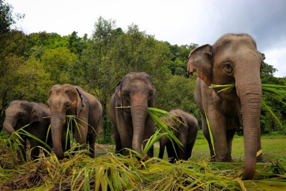 Elephant Jungle Sanctuary Office - SillySuitcase