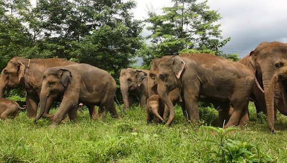 Elephant Nature Park - SillySuitcase