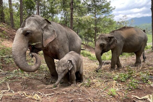 Elephant Pride Sanctuary - SillySuitcase