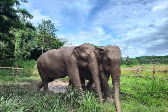 Elephant Sanctuary Care Park - SillySuitcase