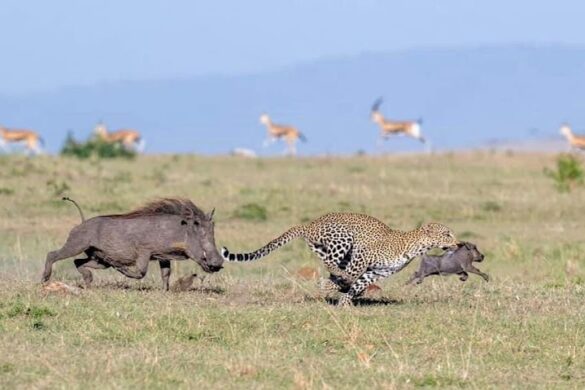 Exodus Safaris Tour Operator Travel Agency Nairobi All Kenya Africa Safaris Vacations Beach Holidays - SillySuitcase