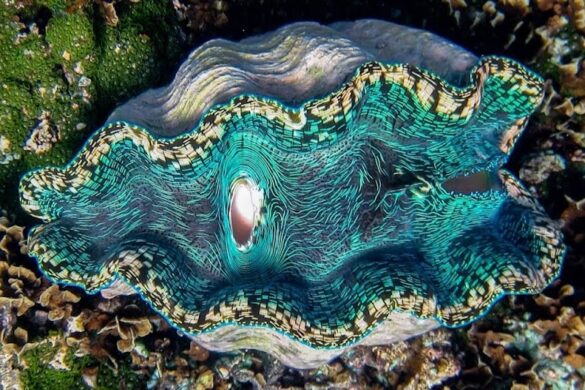 Giant Clam Sanctuary - SillySuitcase