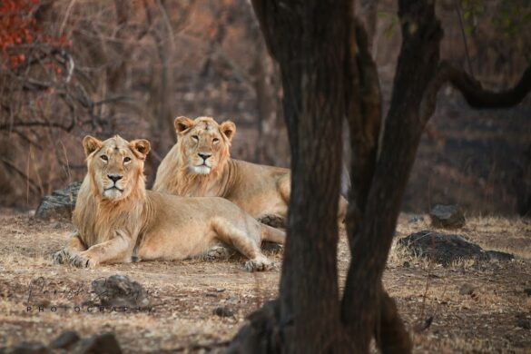 Gir National Park - SillySuitcase