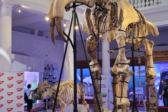 Grigore Antipa National Museum Of Natural History - SillySuitcase