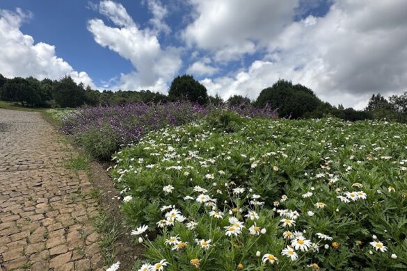 Gulele Botanical Garden - SillySuitcase