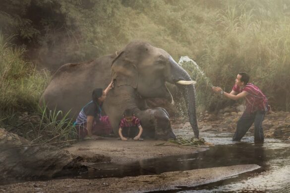 Kerchor Elephant Eco Park - SillySuitcase