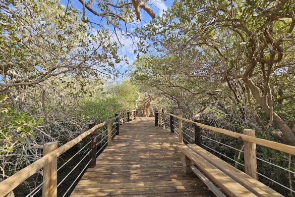 Khor Kalba Mangrove Centre - SillySuitcase