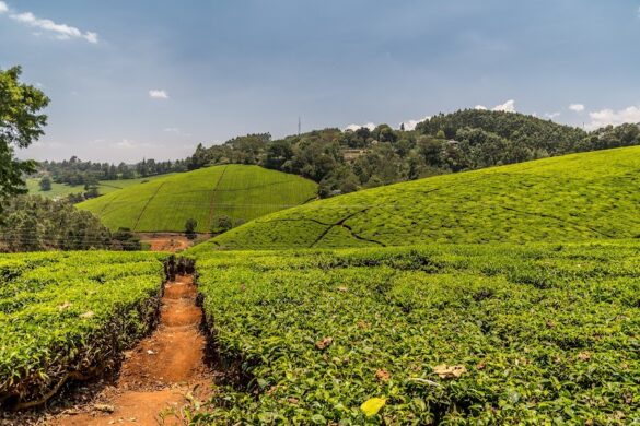 Kiambethu Tea Farm - SillySuitcase