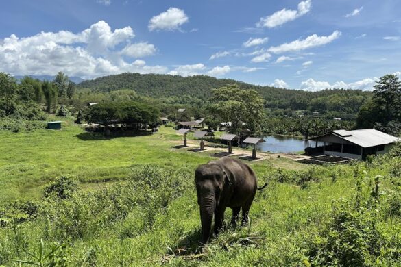Lanna Kingdom Elephant Sanctuary - SillySuitcase