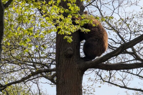 Libearty Bear Sanctuary Zarnesti - SillySuitcase