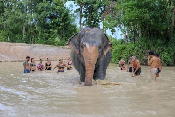 Maerim Elephant Sanctuary - SillySuitcase