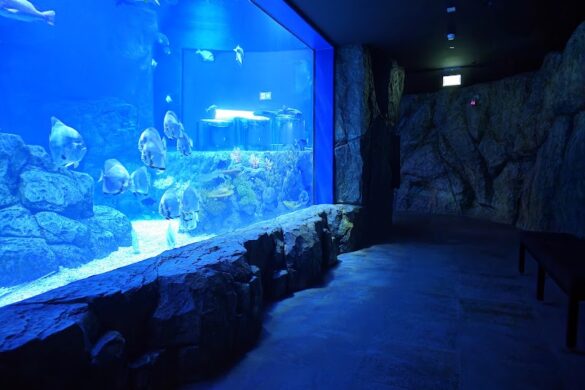 Marassi Aquarium Underwater Zoo - SillySuitcase