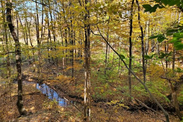 Meadowbrook Nature Preserve - SillySuitcase
