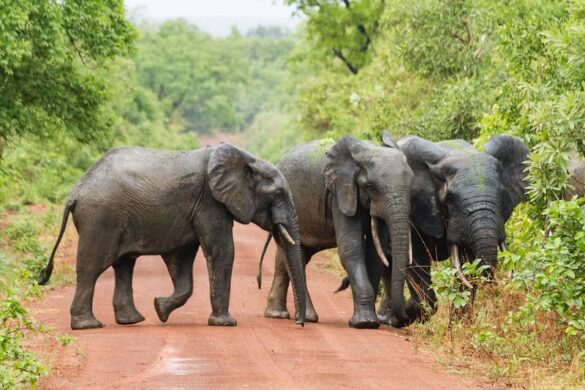Mole National Park - SillySuitcase
