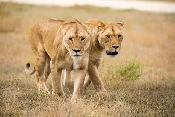 Monarto Safari Park - SillySuitcase