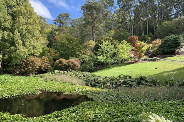 Mount Lofty Botanic Garden - SillySuitcase
