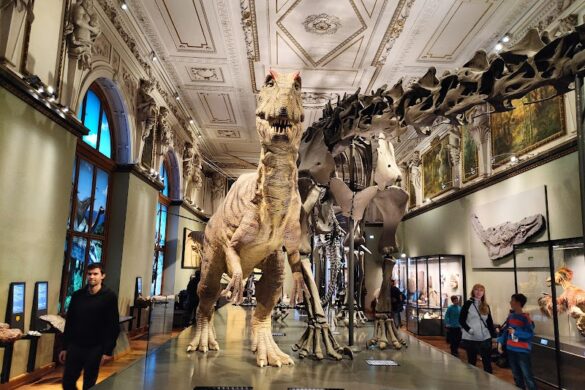Museum Of Natural History Vienna - SillySuitcase