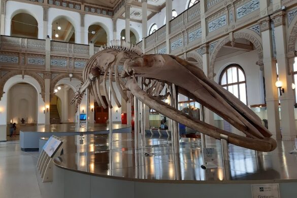 National Museum Of Natural History - SillySuitcase