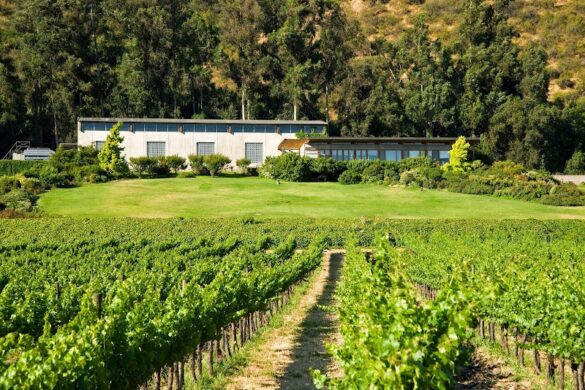 Odfjell Vineyards - SillySuitcase