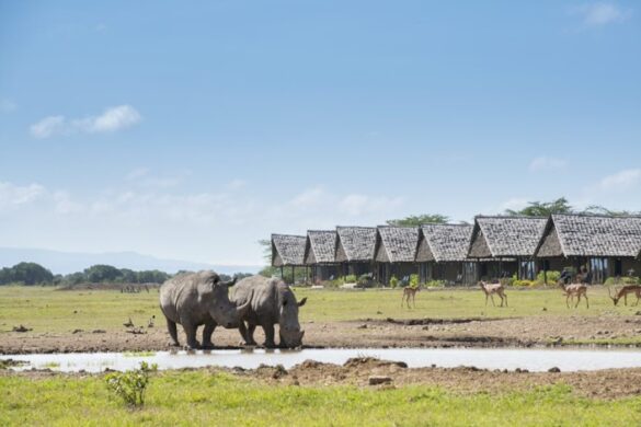 Ol Pejeta Conservancy - SillySuitcase