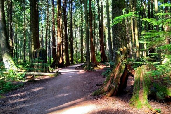 Pacific Spirit Regional Park - SillySuitcase