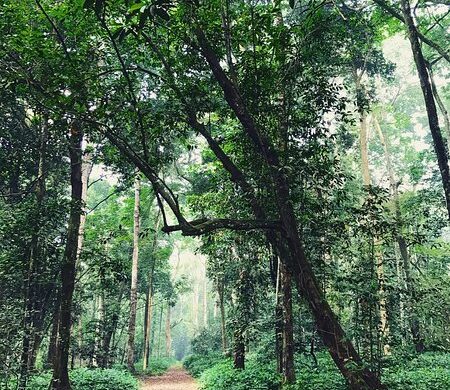 Parc National Du Banco - SillySuitcase