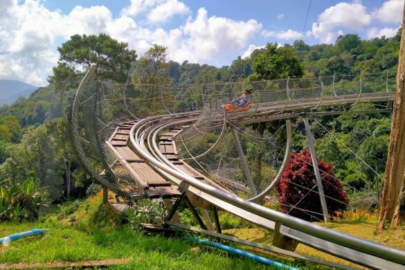 Pong Yang Jungle Coaster Zipline - SillySuitcase