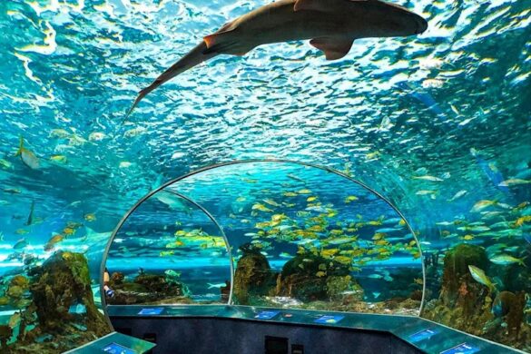 Ripley S Aquarium Of Canada - SillySuitcase