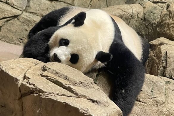 Smithsonian National Zoological Park - SillySuitcase