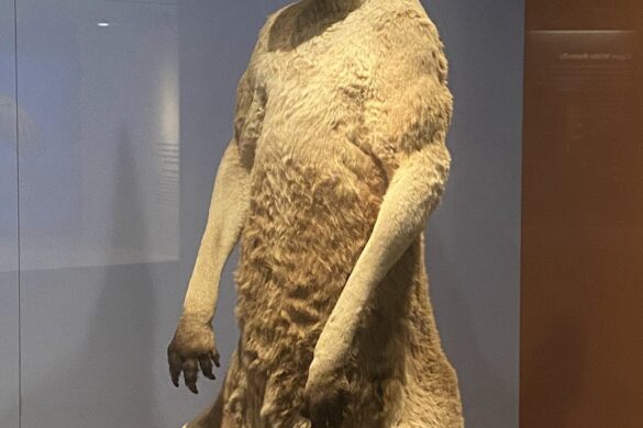 South Australian Museum - SillySuitcase