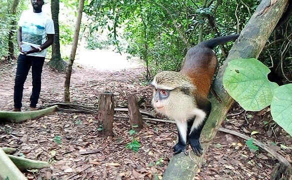 Tafi Atome Monkey Sanctuary And Cultural Village - SillySuitcase