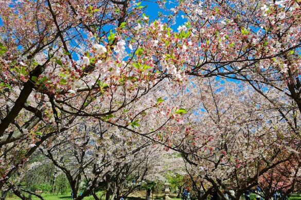 The Japanese Garden Of Her Str U Park - SillySuitcase